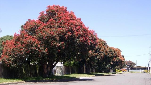 Pohutukawa Tree