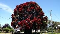 Huge Pohutukawa Tree in full bloom