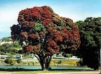 Pohutukawa Tree