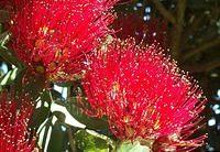 The Pohutukawa Flower